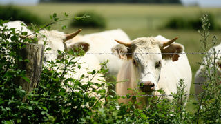 Au 17 mars 2024, la cotation du charolais U de 350 kg avait gagné 12 centimes en quatre semaines, pour s’établir à 3,61 €/kg vif. Au 17 mars 2024, la cotation du charolais U de 350 kg avait gagné 12 centimes en quatre semaines, pour s’établir à 3,61 €/kg vif.